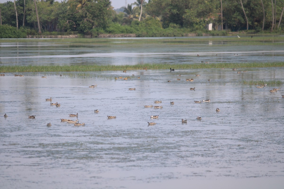 Cotton Pygmy-Goose - ML646392333