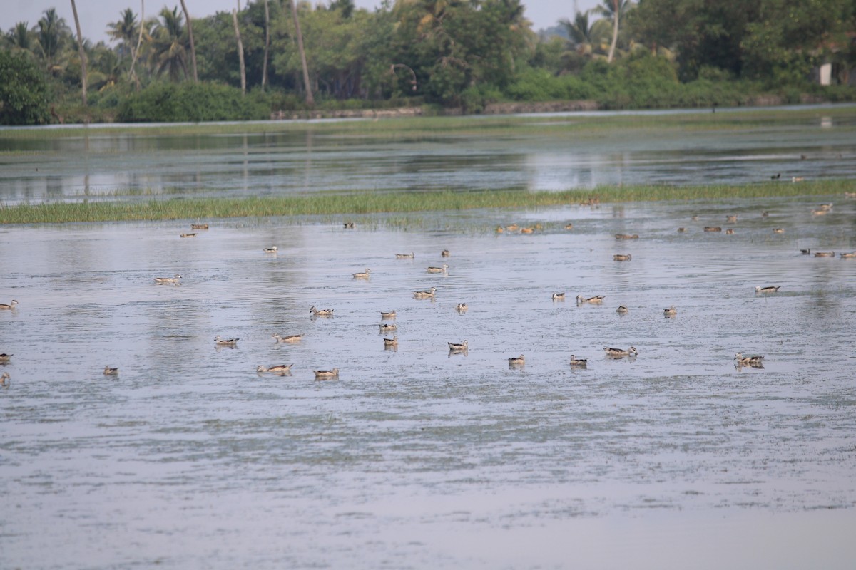 Cotton Pygmy-Goose - ML646392334