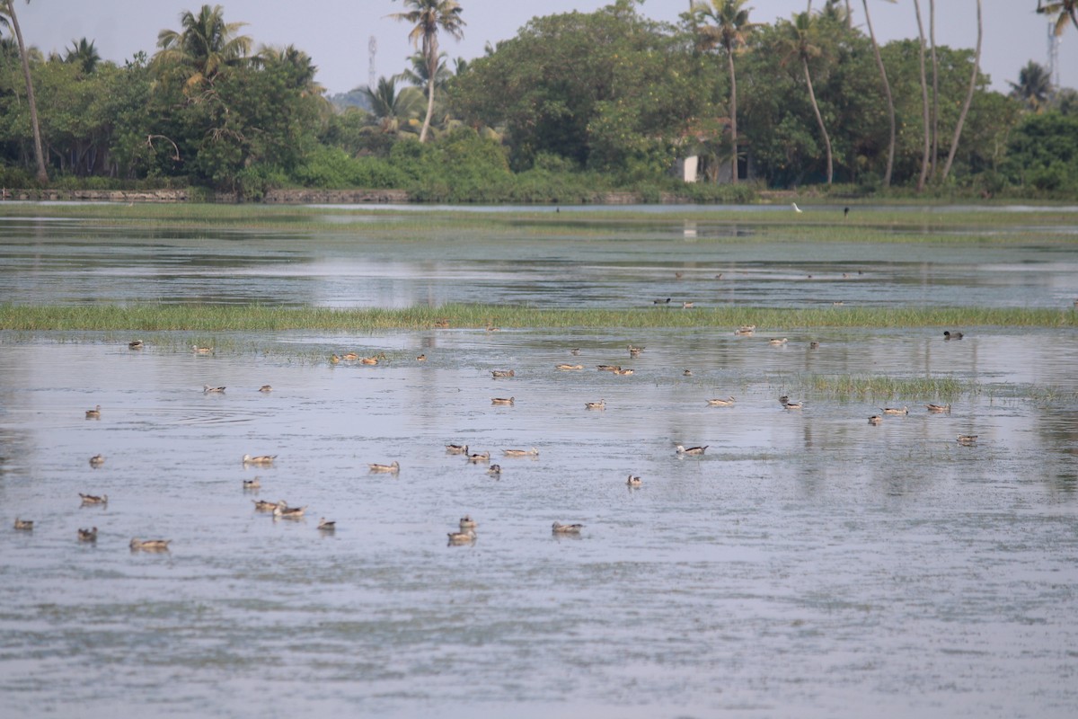 Cotton Pygmy-Goose - ML646392335