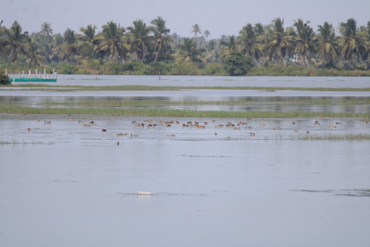 Cotton Pygmy-Goose - ML646392336