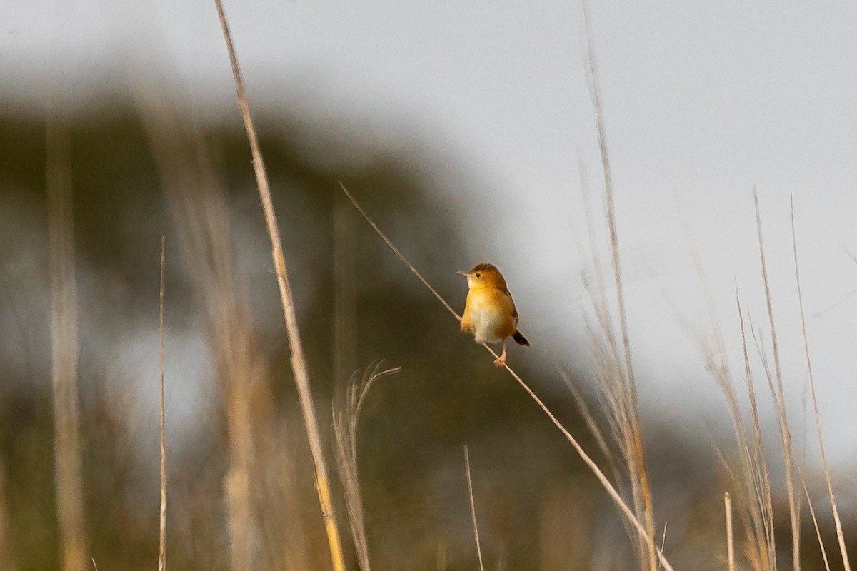 Golden-headed Cisticola - ML646392341