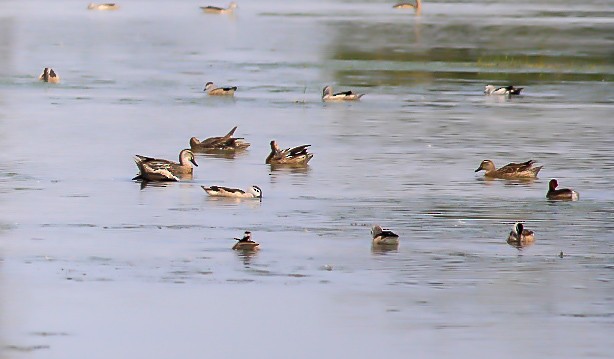 Garganey - ML646392344