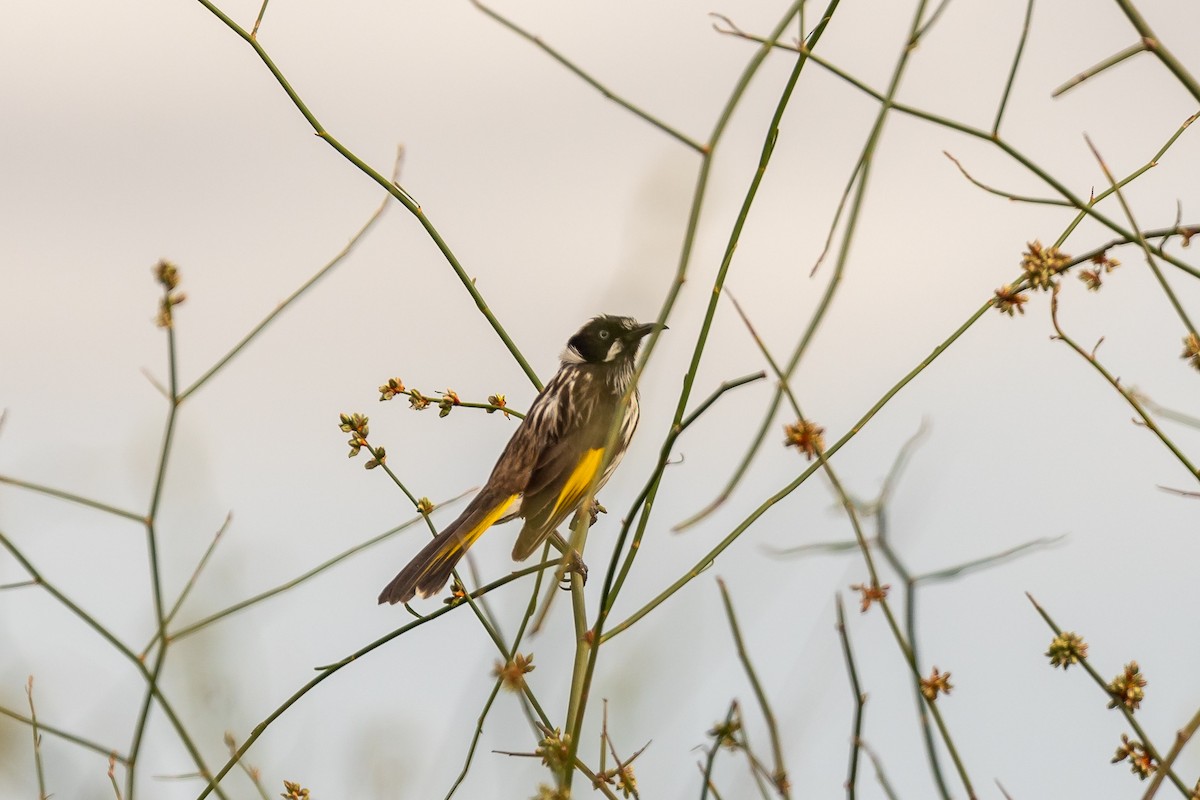 New Holland Honeyeater - ML646392345