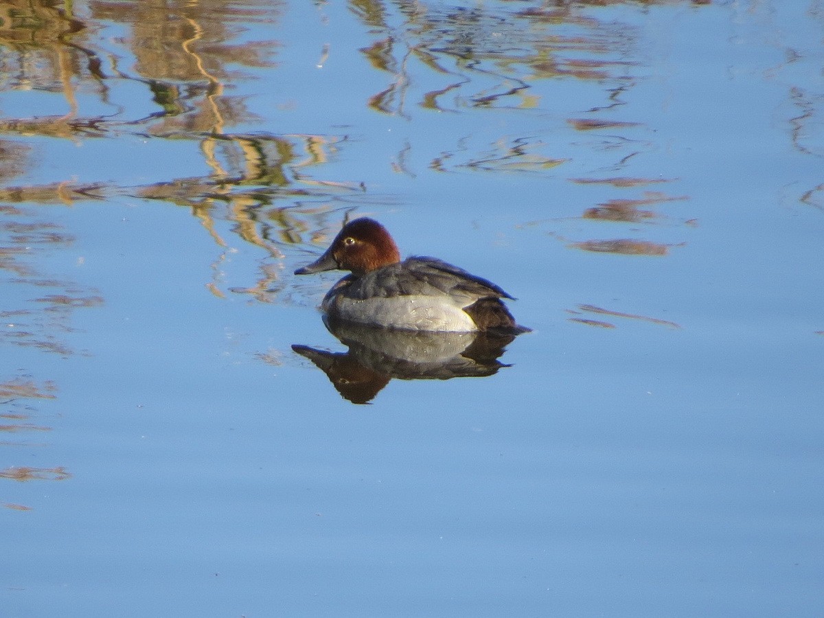 Common Pochard - ML646392347
