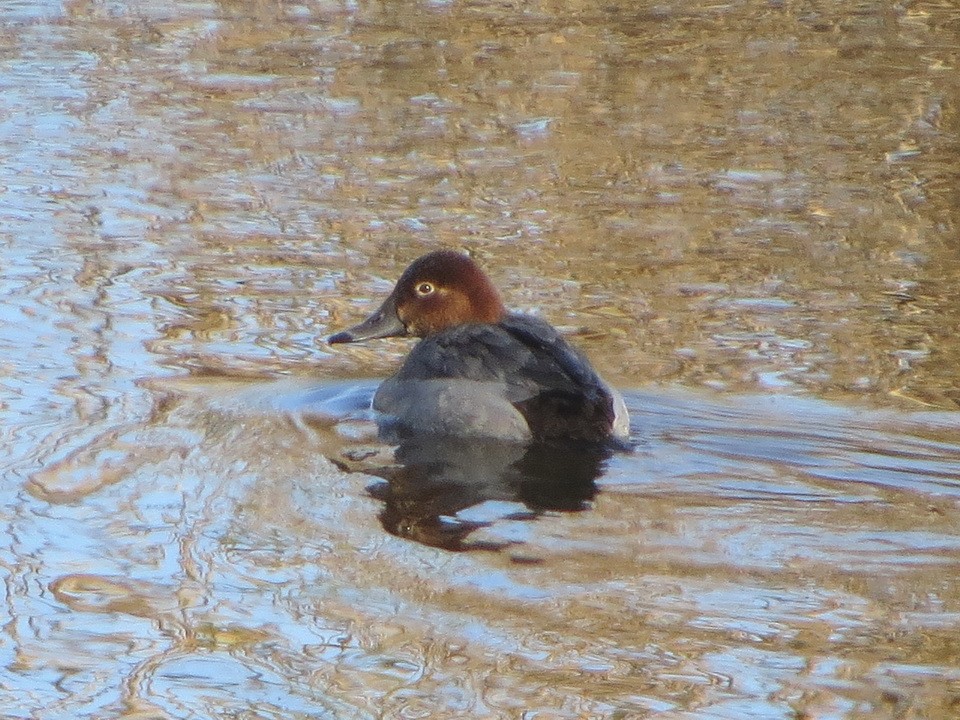 Common Pochard - ML646392349