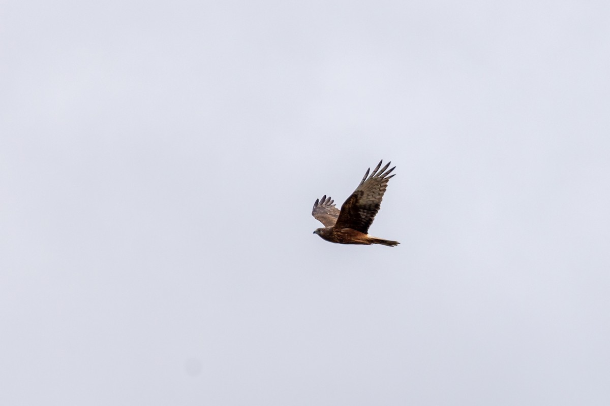 Swamp Harrier - ML646392350
