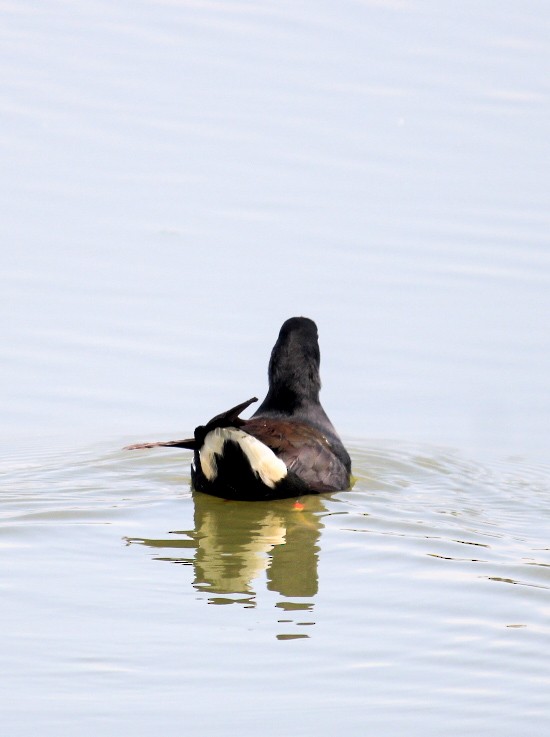 Eurasian Moorhen - ML646392351