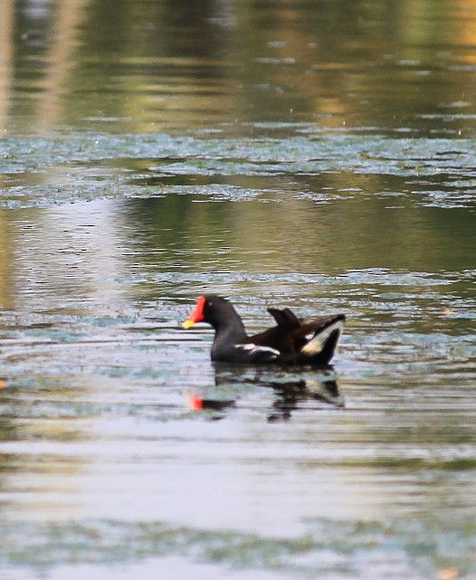 Eurasian Moorhen - ML646392352