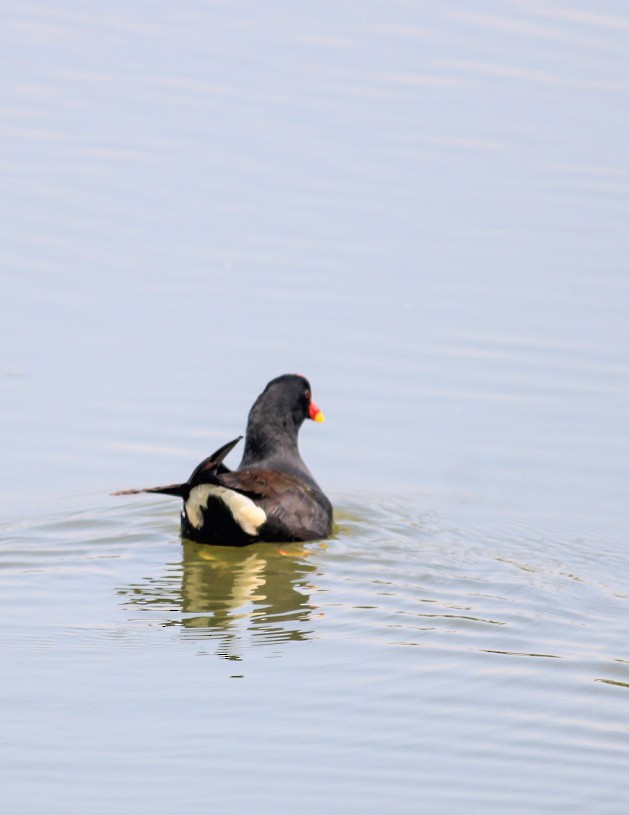 Eurasian Moorhen - ML646392353