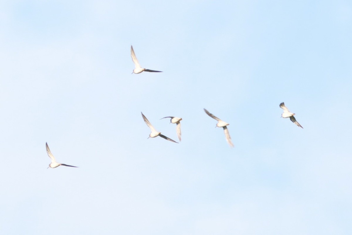 Pectoral Sandpiper - ML646392355