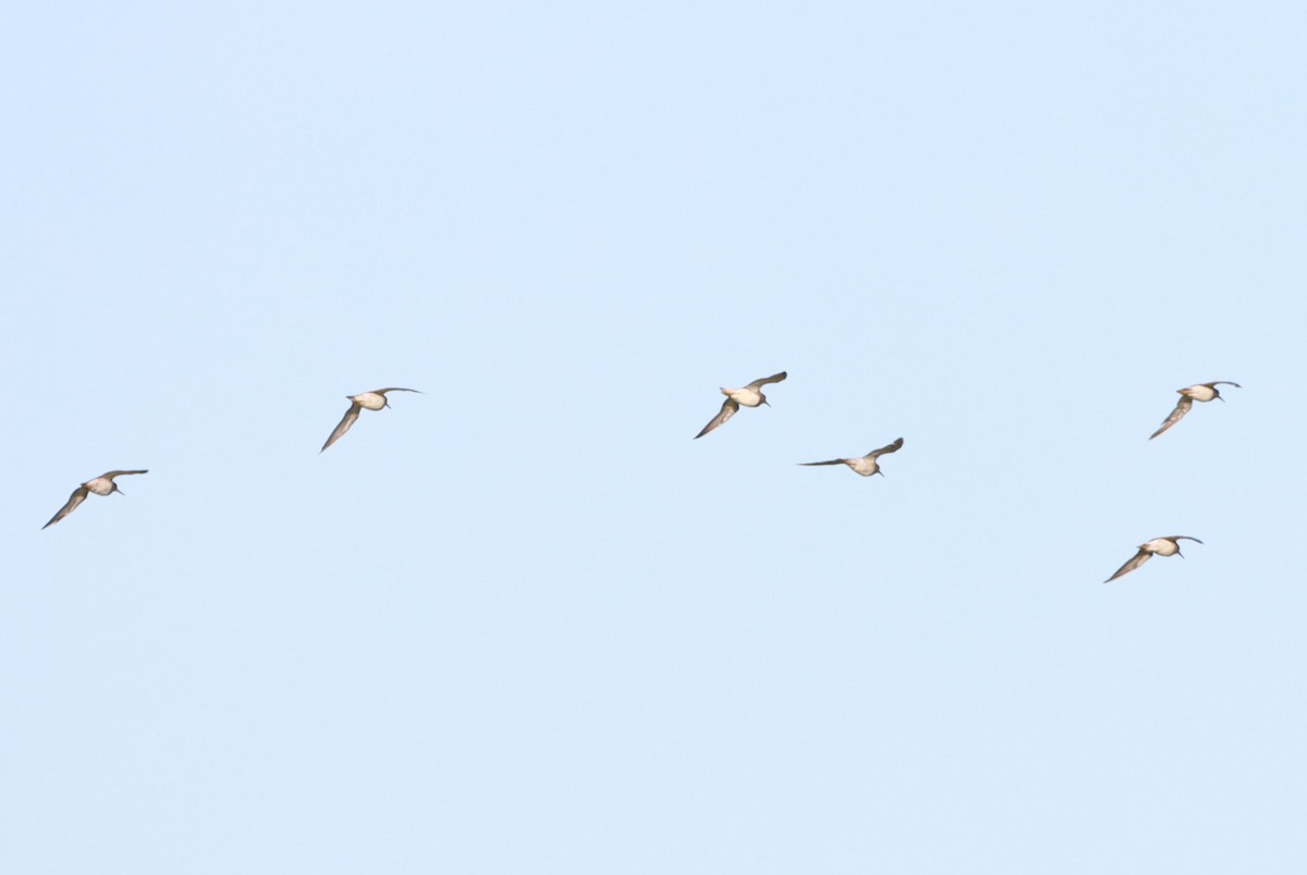 Pectoral Sandpiper - ML646392356