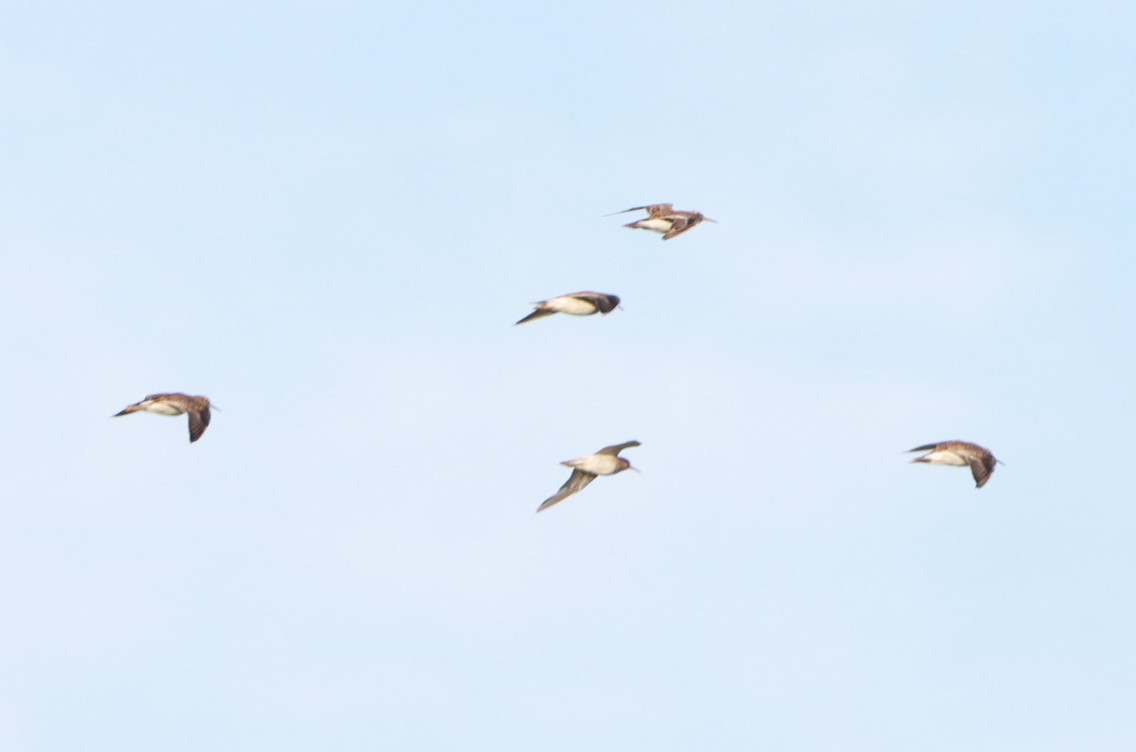 Pectoral Sandpiper - ML646392357