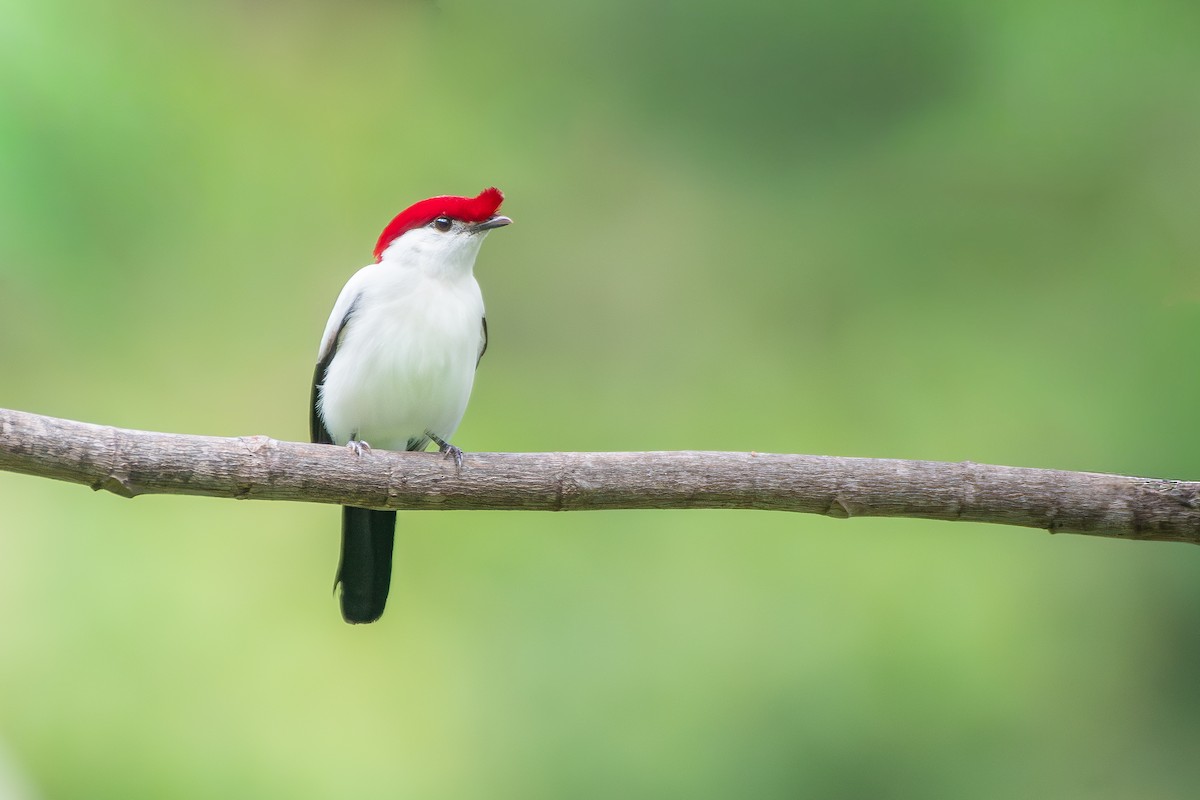 Araripe Manakin - ML646392360