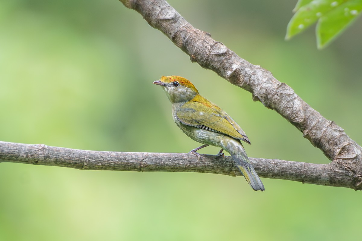 Araripe Manakin - ML646392361