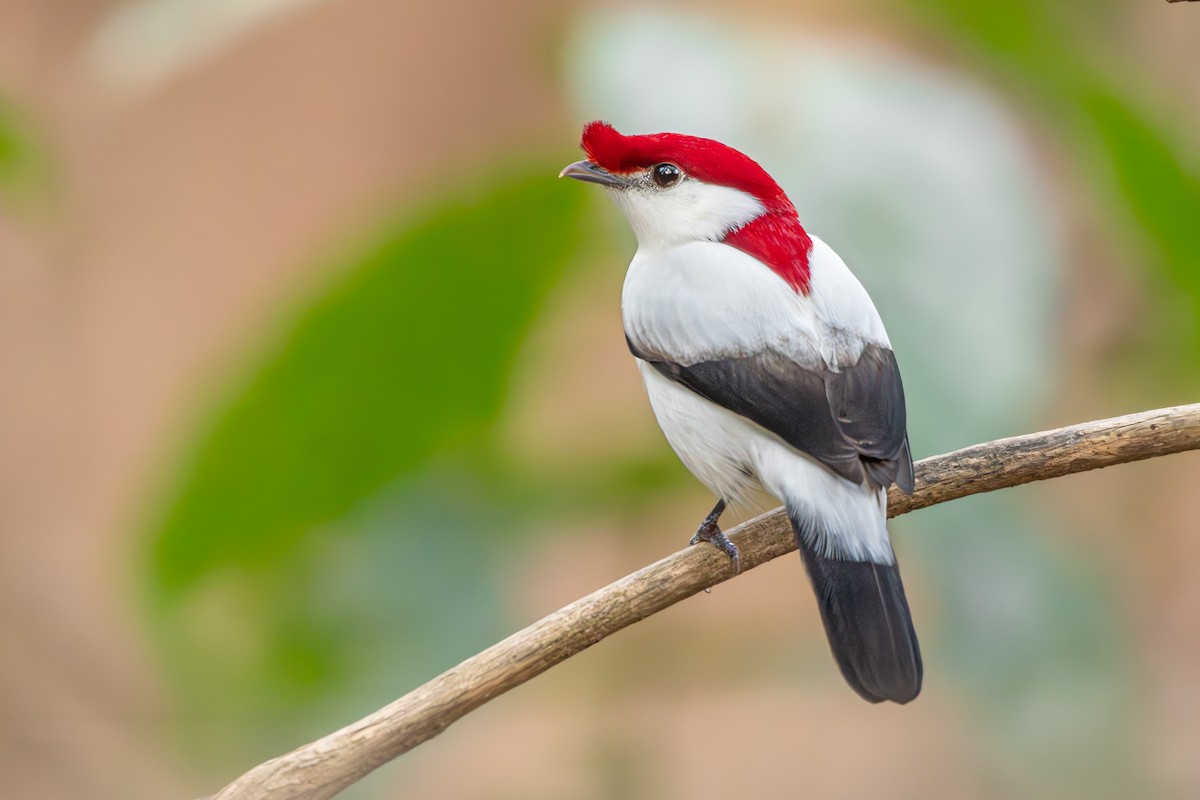 Araripe Manakin - ML646392363
