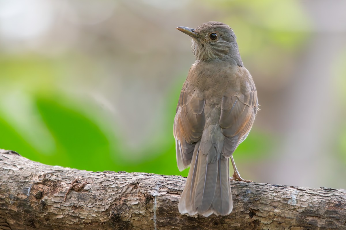 Pale-breasted Thrush - ML646392364