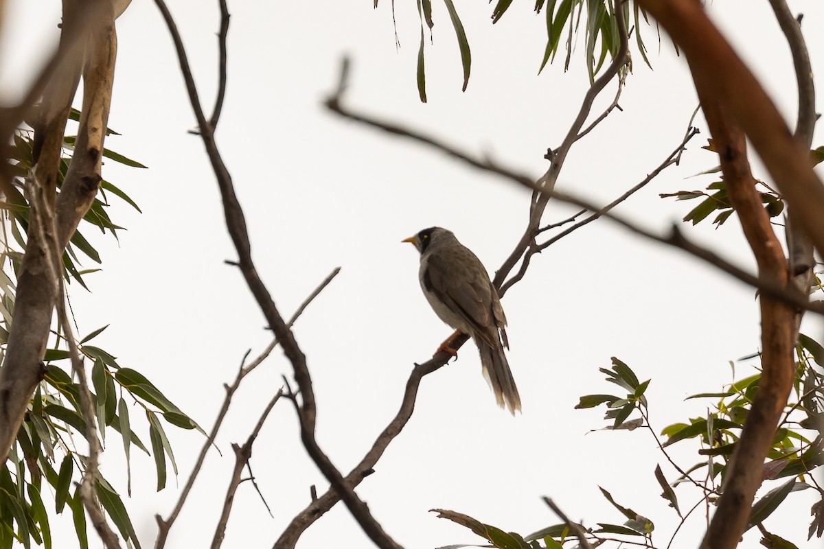 Noisy Miner - ML646392367