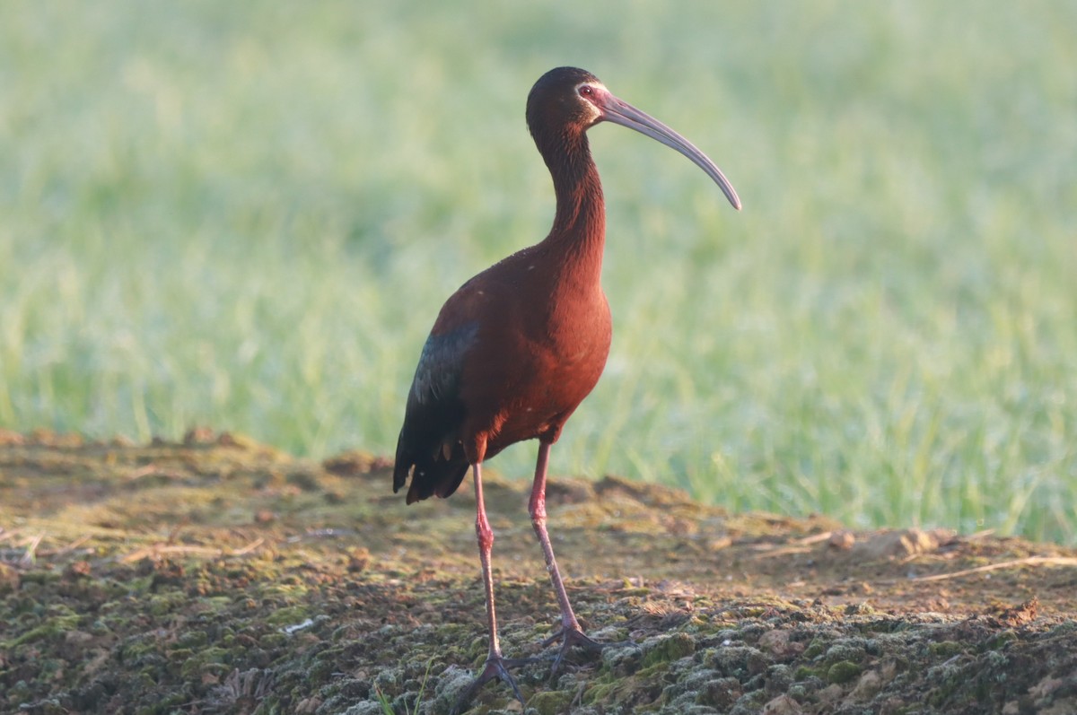 Коровайка американська - ML646392369