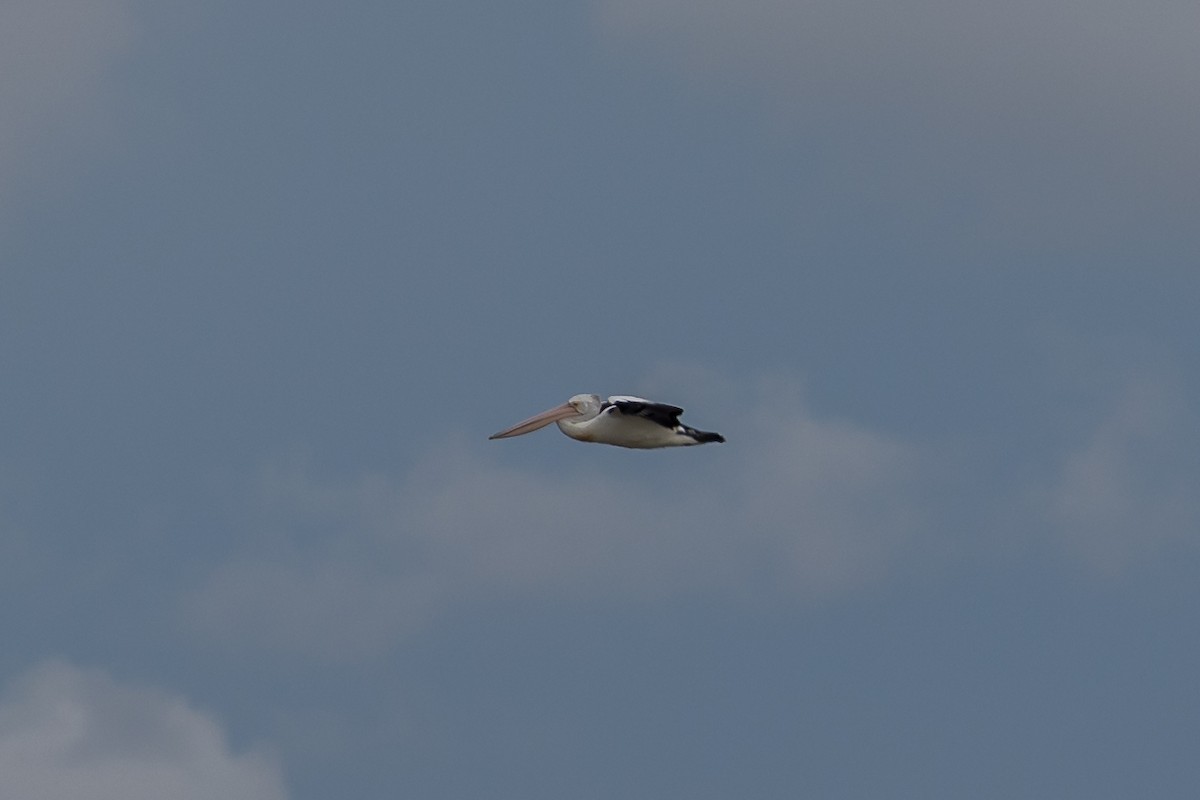 Australian Pelican - ML646392370