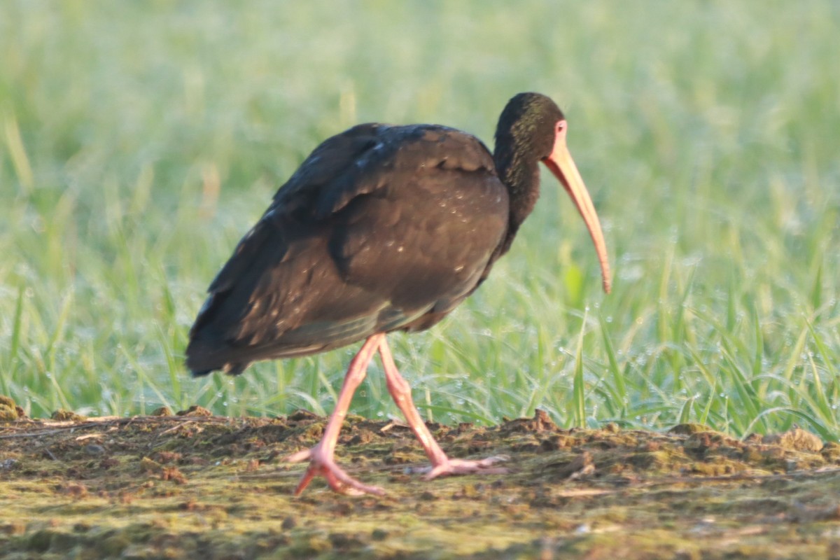 Bare-faced Ibis - ML646392371