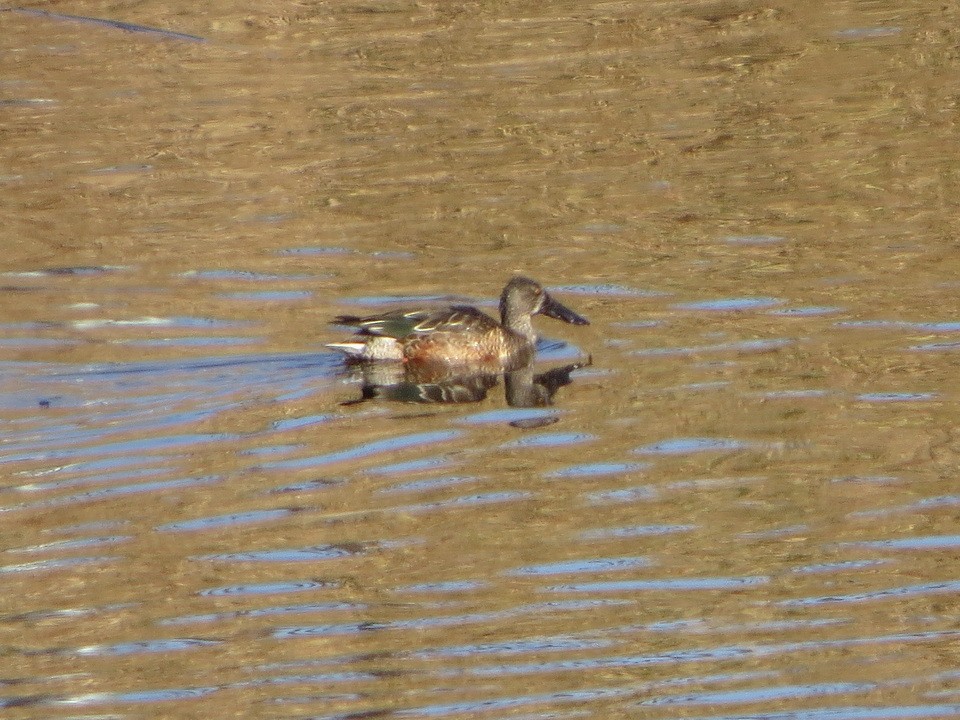 Northern Shoveler - ML646392372