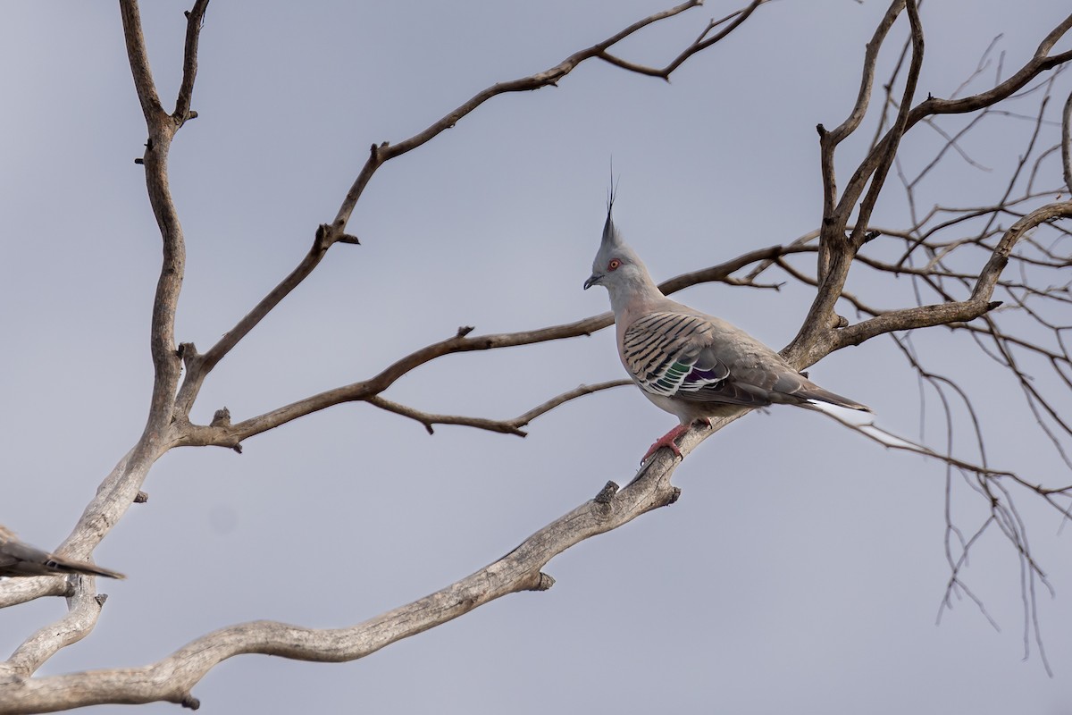 Crested Pigeon - ML646392373