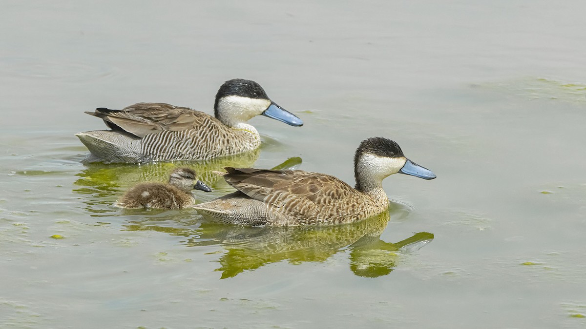 Чирок пуны - ML646392374