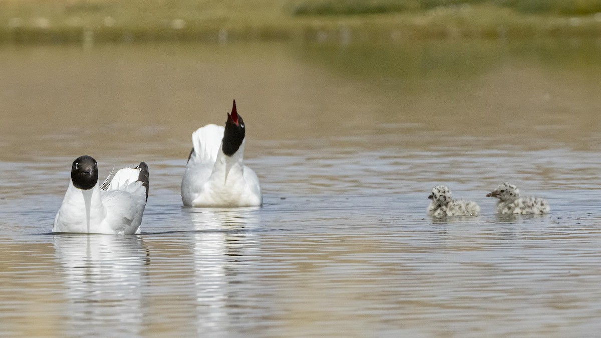 Андская чайка - ML646392375