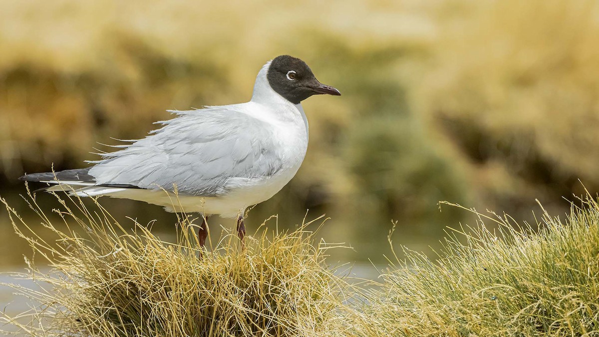Андская чайка - ML646392376