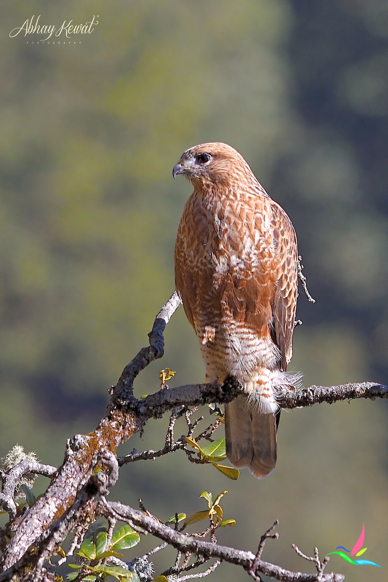 Himalayan Buzzard - ML646392377