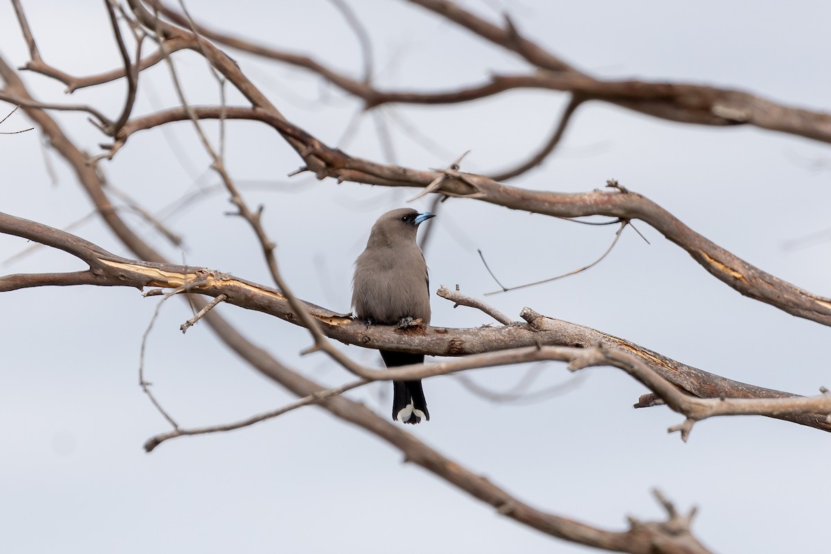 Dusky Woodswallow - ML646392378