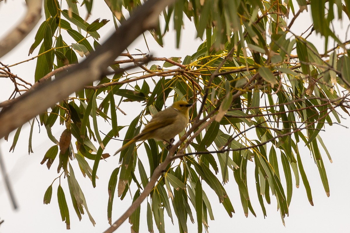 White-plumed Honeyeater - ML646392383