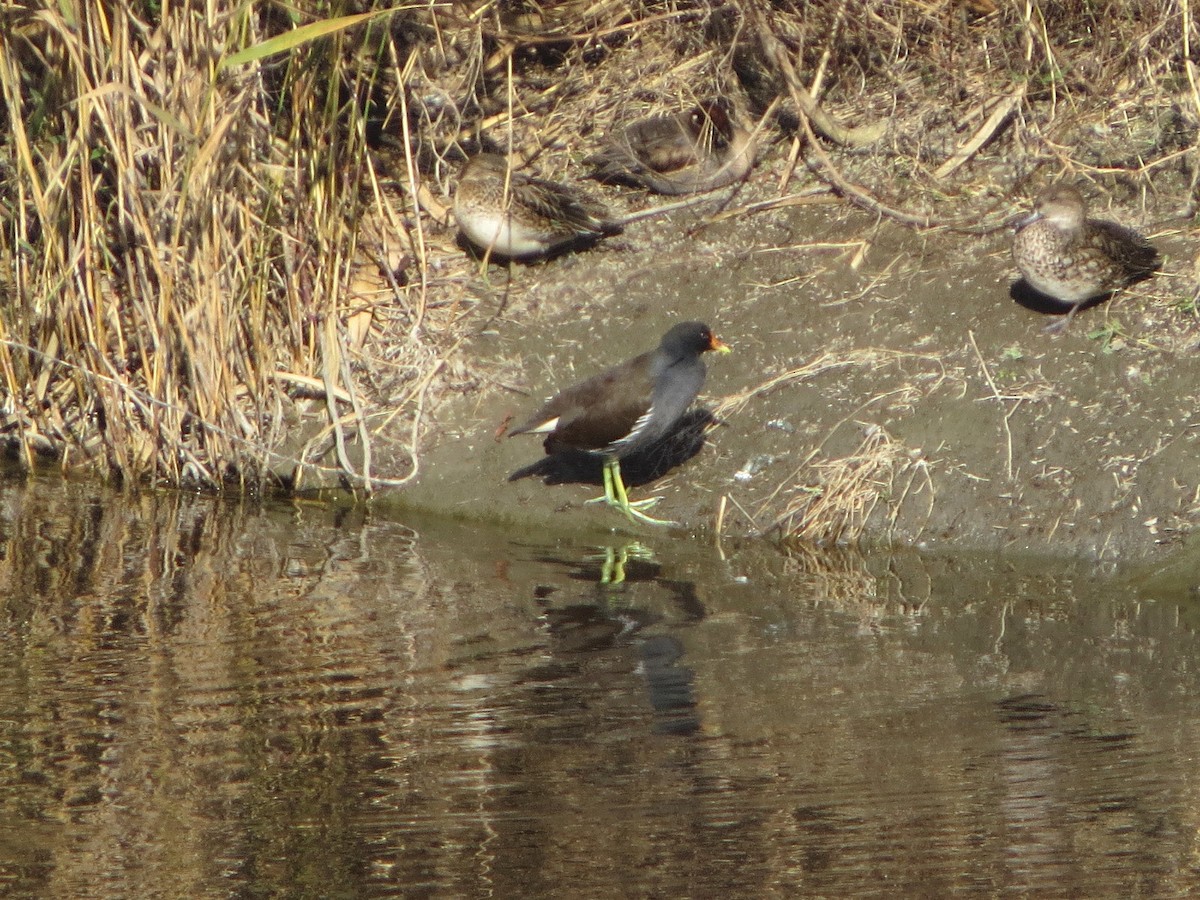 Eurasian Moorhen - ML646392385
