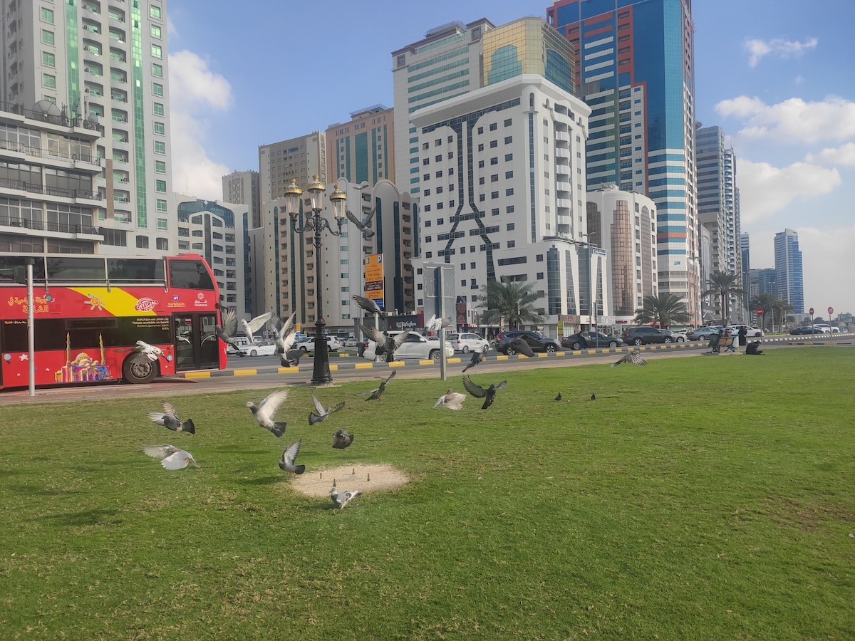 Rock Pigeon (Feral Pigeon) - ML646392386