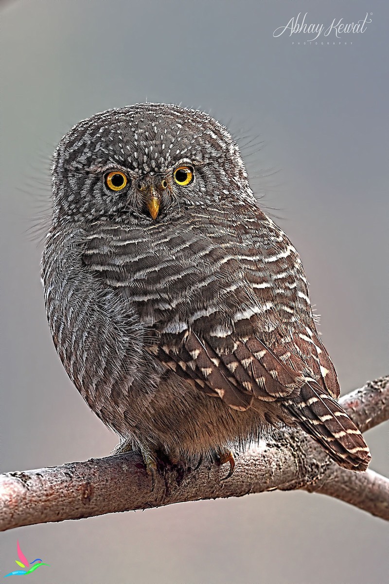 Collared Owlet - ML646392389