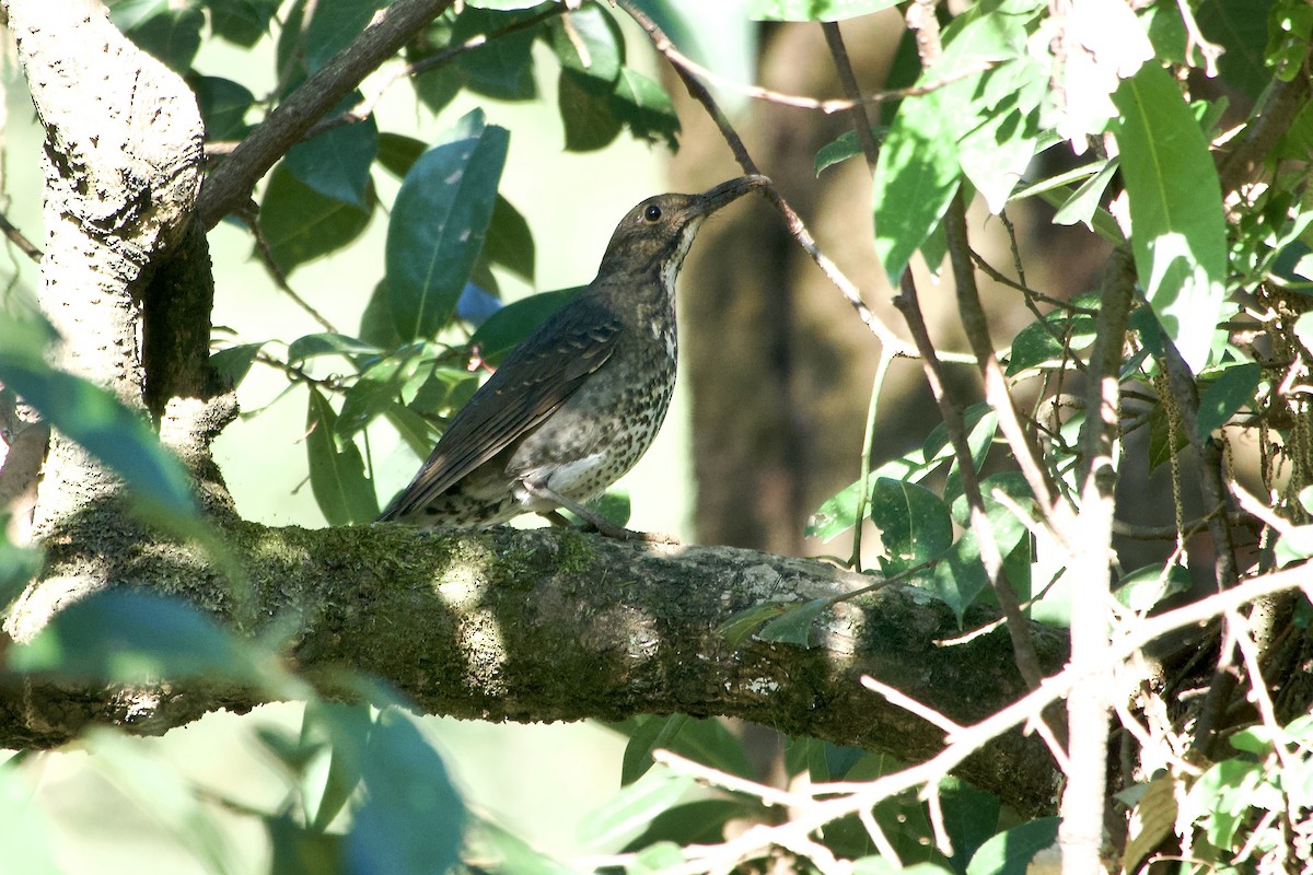 Long-billed Thrush - ML646392391