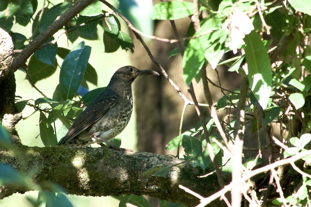Long-billed Thrush - ML646392392