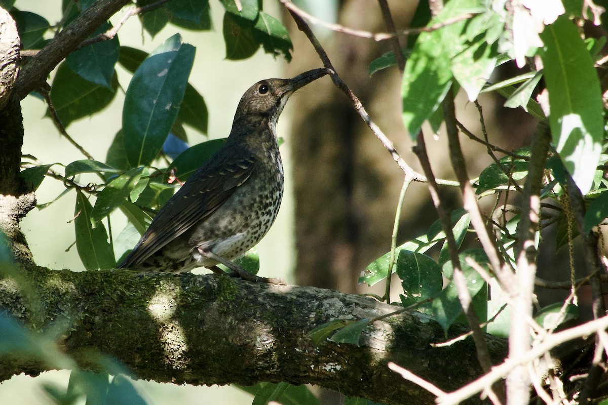 Long-billed Thrush - ML646392393