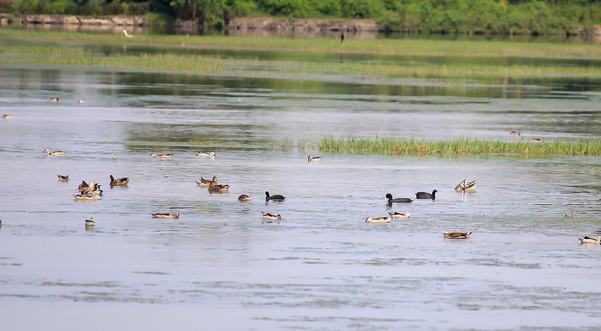 Eurasian Coot - ML646392394