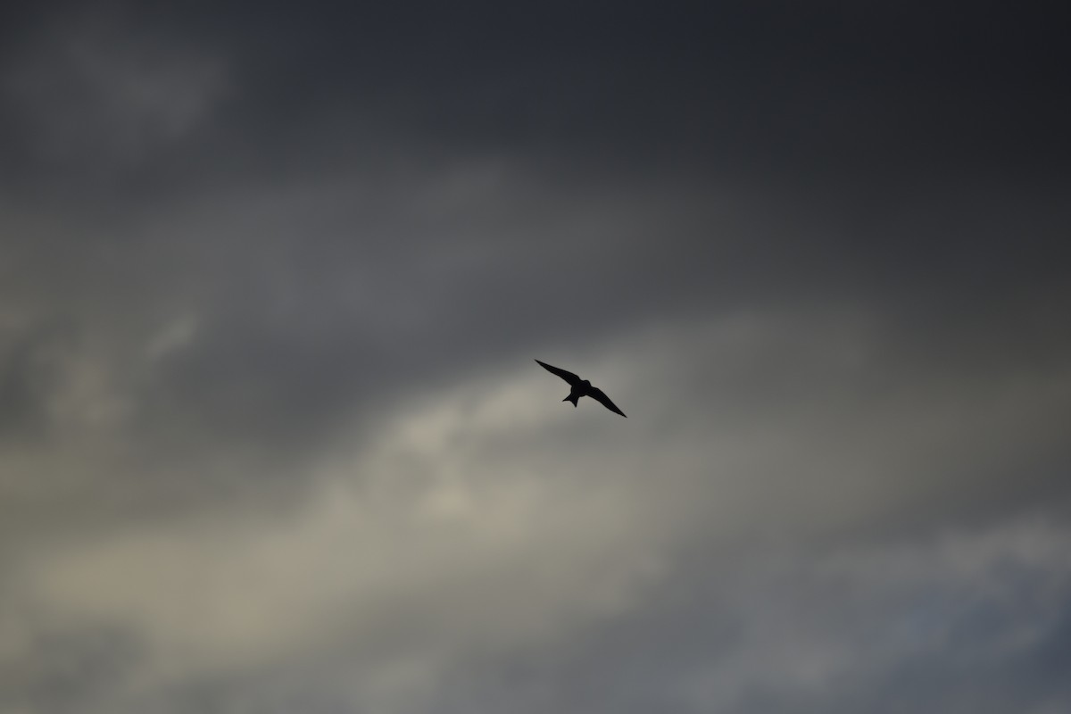 Southern Martin - ML646392395