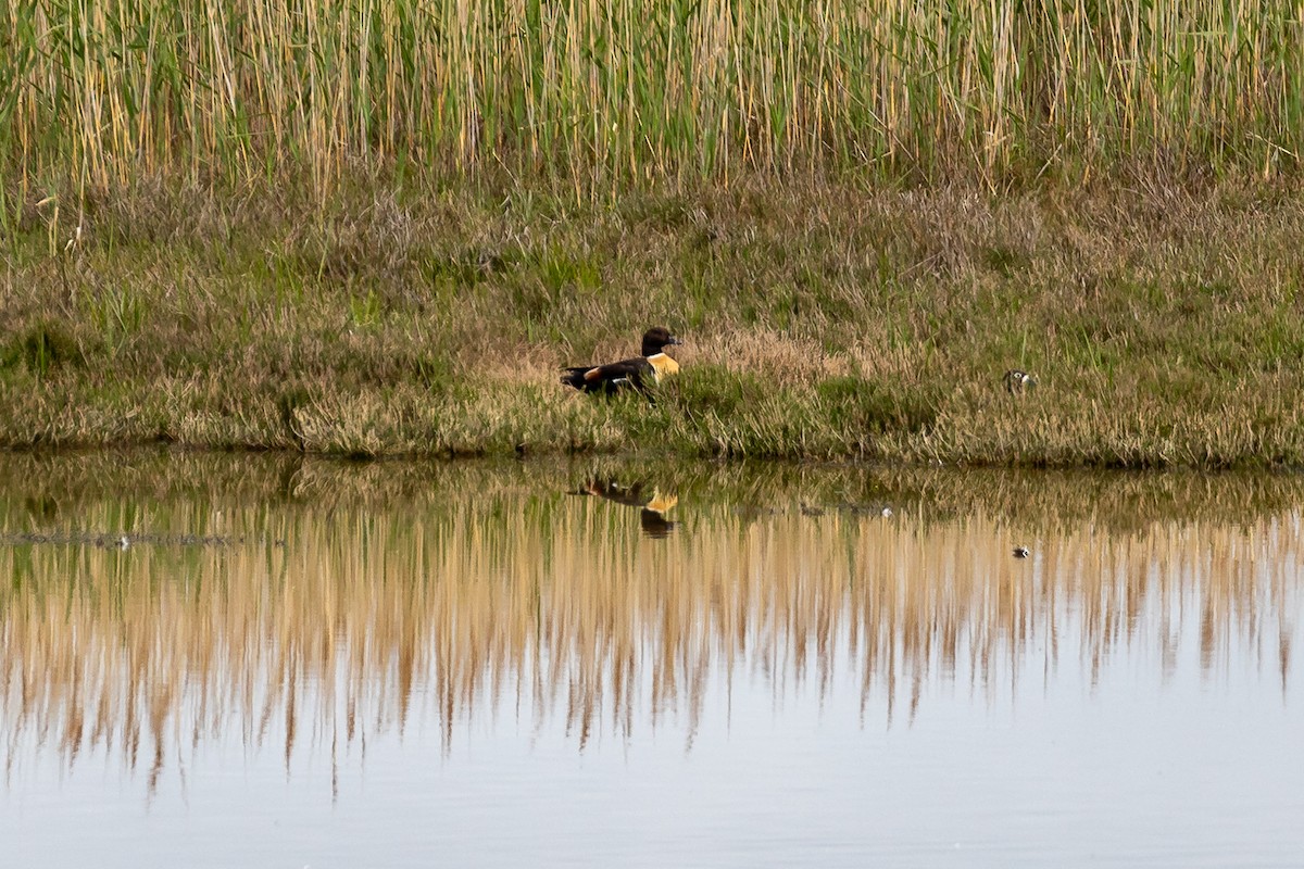 Australian Shelduck - ML646392396