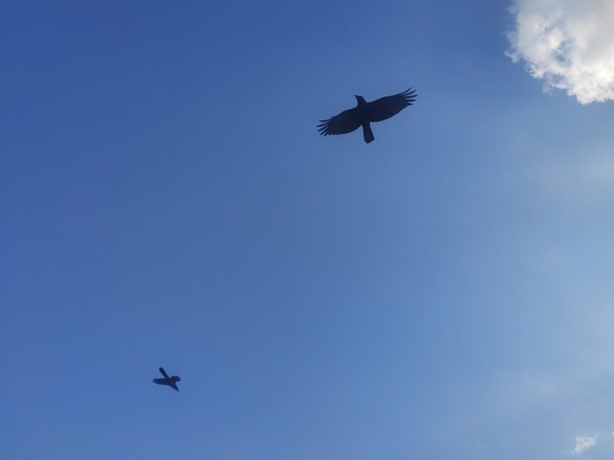 House Crow - ML646392397