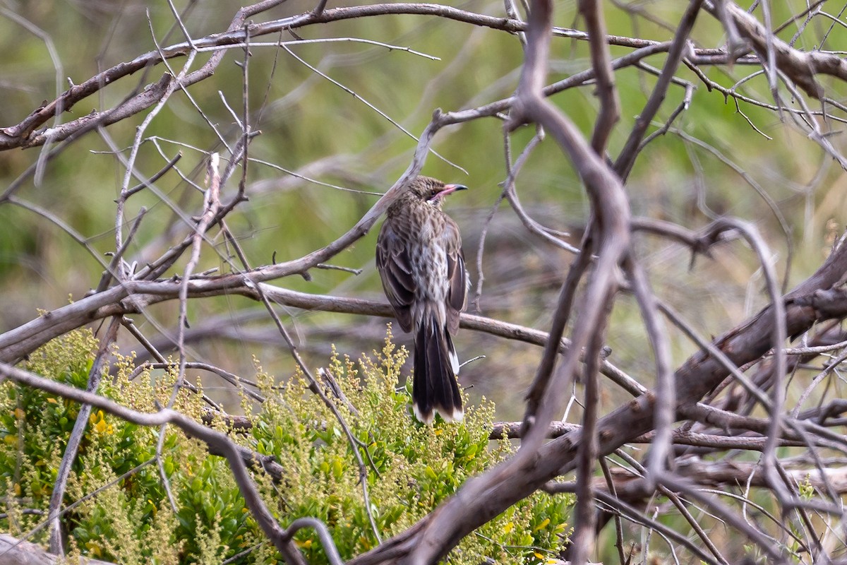 Spiny-cheeked Honeyeater - ML646392399