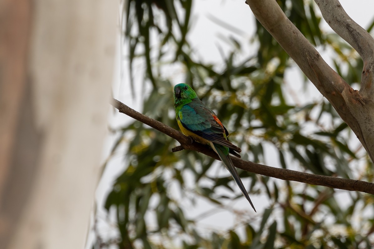 Red-rumped Parrot - ML646392404