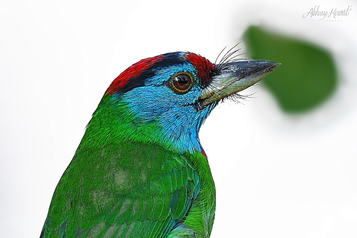 Blue-throated Barbet - ML646392407