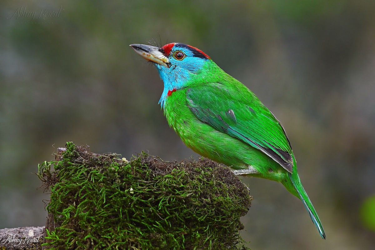 Blue-throated Barbet - ML646392408