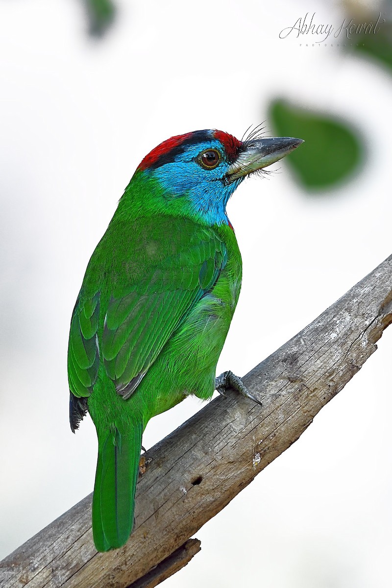 Blue-throated Barbet - ML646392409