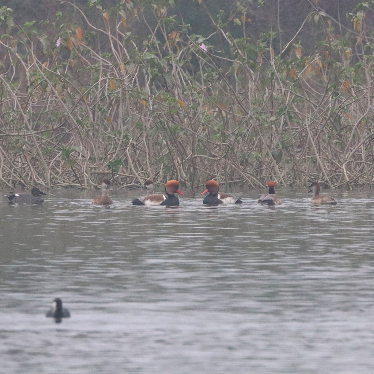 赤嘴潛鴨 - ML646392410