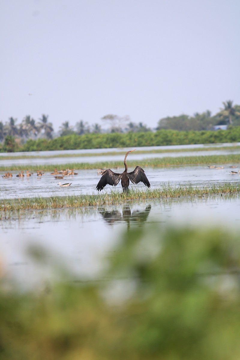 Oriental Darter - ML646392412