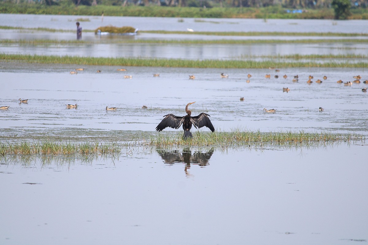 Oriental Darter - ML646392413